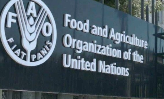 FAO Internship Programme for Africa (RAF) – 2025